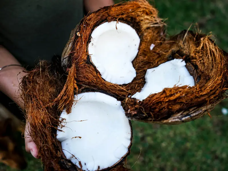Coconut husk showing natural coir fibre (representative image)
