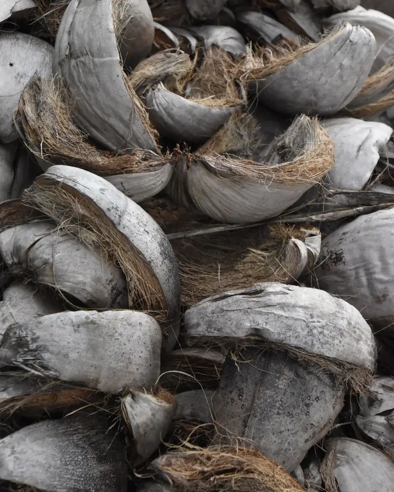Dried coconut husks, the raw material for coir pith (representative image)