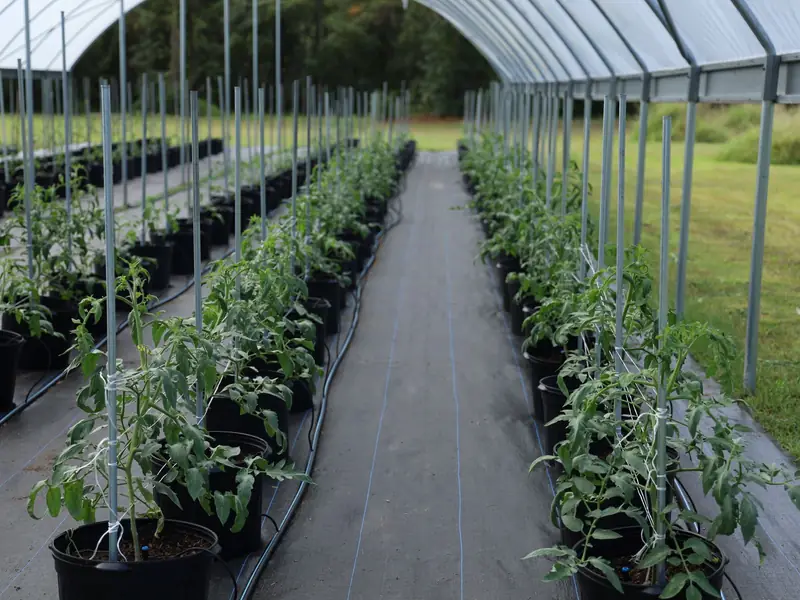 Greenhouse crop rows (representative image)