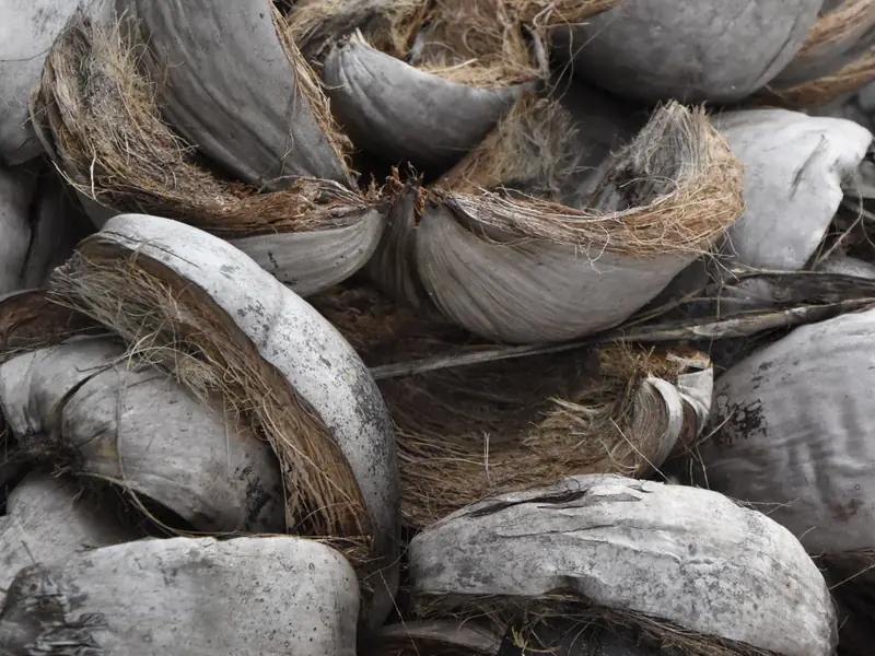 Coconut husks (representative image)
