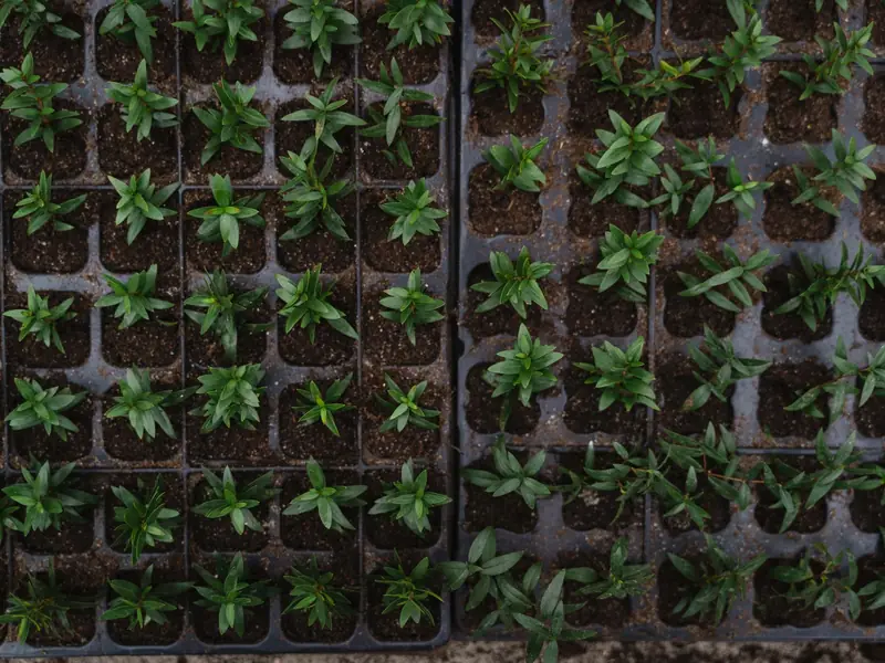 Seedlings in nursery trays (representative image)