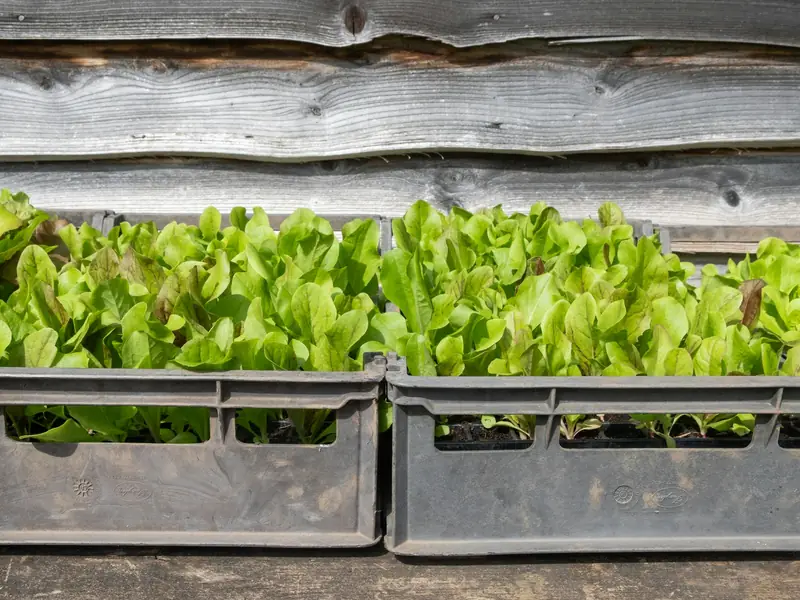 Crates of young lettuce plants (representative image)