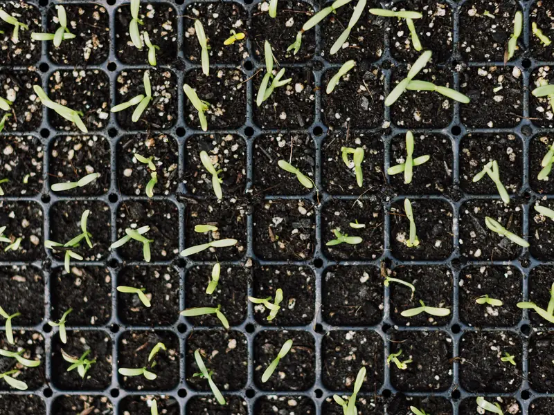 Seedlings in a coir-based substrate (representative image)