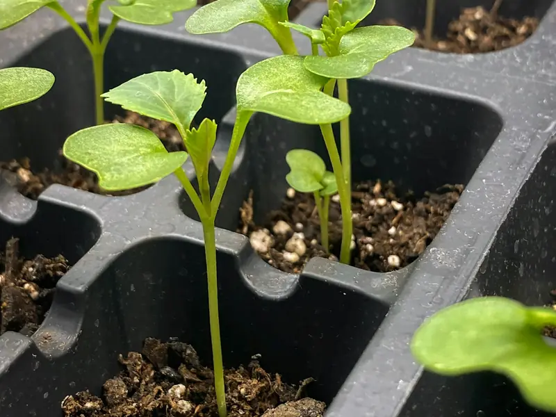 Young plants in propagation trays (representative image)