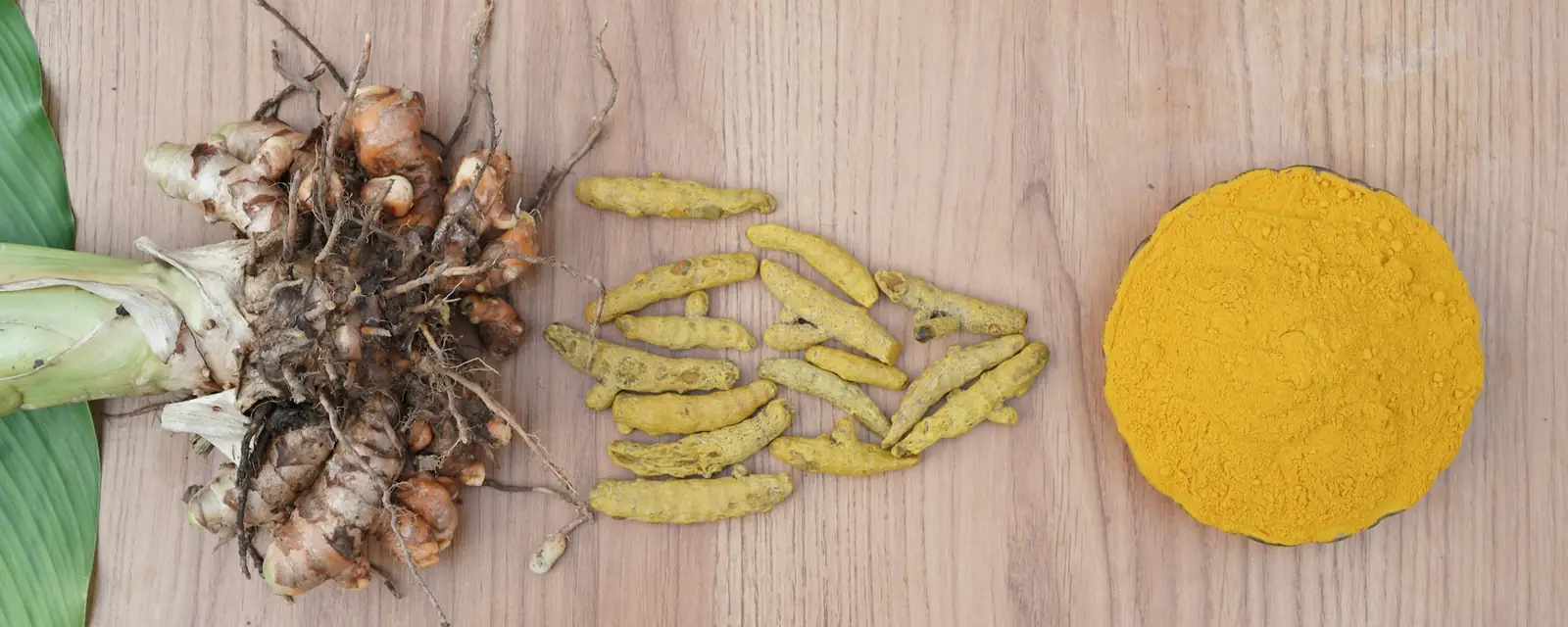Turmeric rhizome, dried fingers and ground powder side by side (representative image)